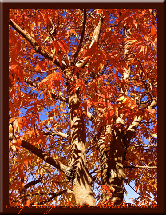 photo by MichelleMarie