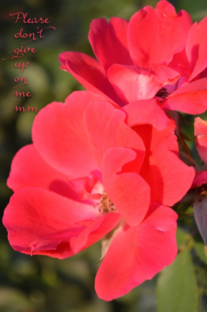 photo by MichelleMarie