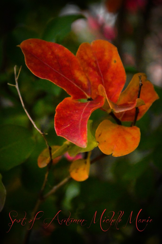 photo by MichelleMarie