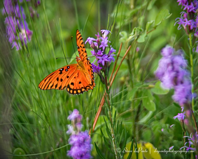 steve_daponte_orange_butterfly