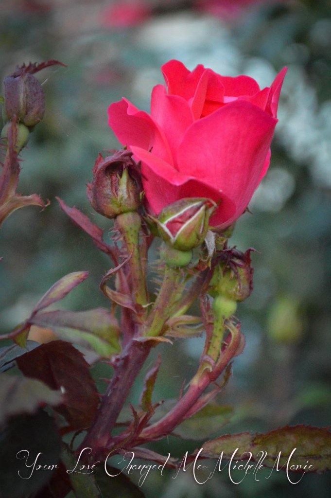 photo by MichelleMarie