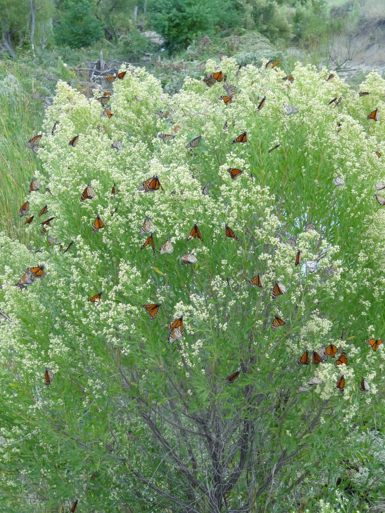 Monarchs migrating thru Plano. Oct. 2014
