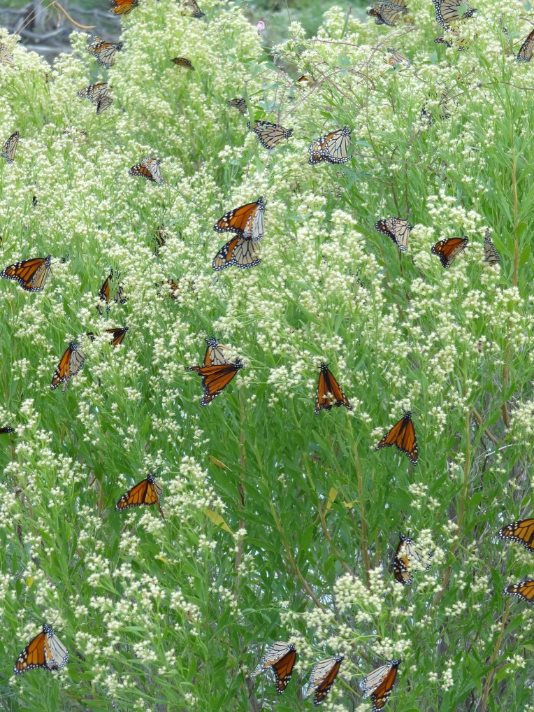 Monarchs Nectaring in the middle of migrating to Mexico.