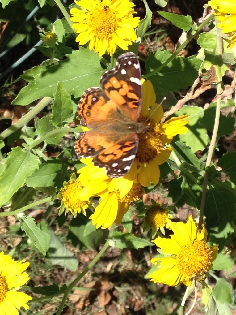 Painted Lady Butterfly on Cosmos Daisy Oct. 2014