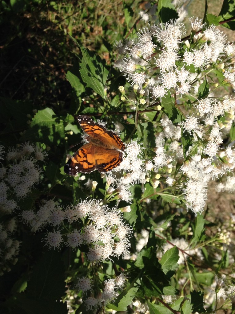 Painted Lady Butterfly with Mistflower Oct. 2014