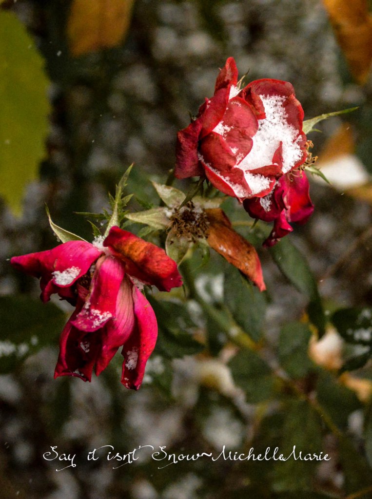 Sayitisntsnow (1 of 1)-2