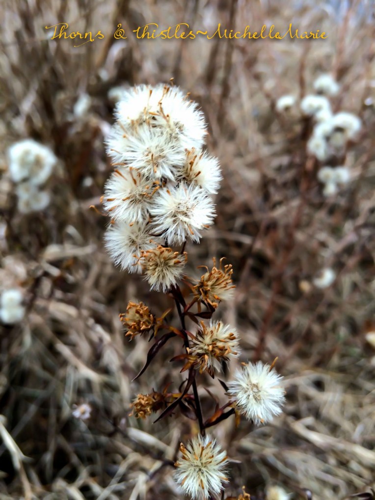 ThronsThistles