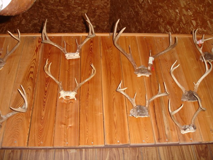 My Pa was a hunter hence the antlers. 