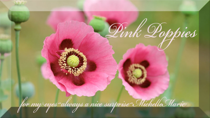pinkpoppies