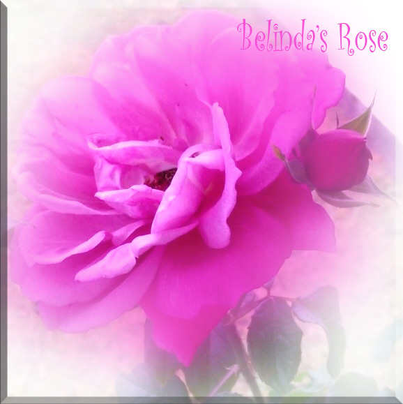Belinda'srose