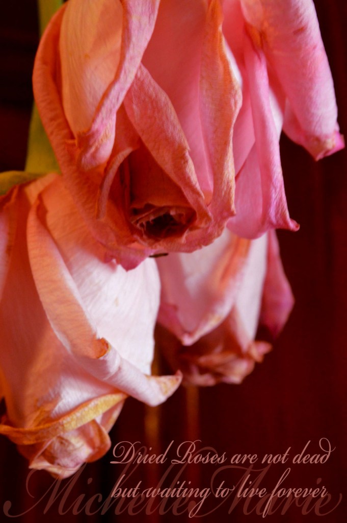 driedroses