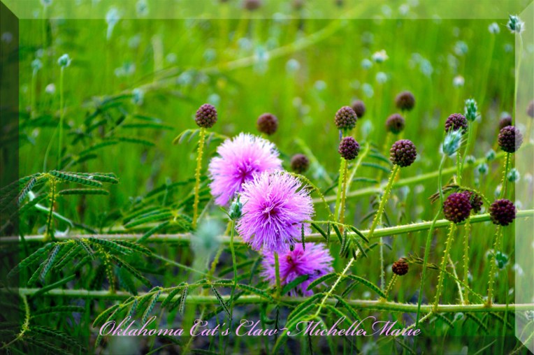 Oklahomacatsclaw
