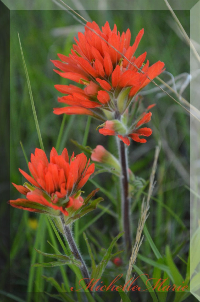 Oklahomawildflowers copy