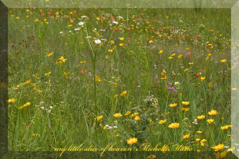 FieldofWildflowers