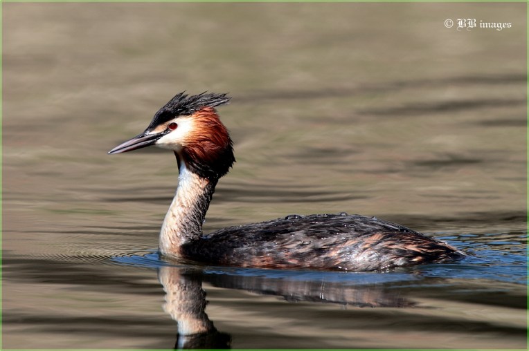 Great Crested Grebe 3