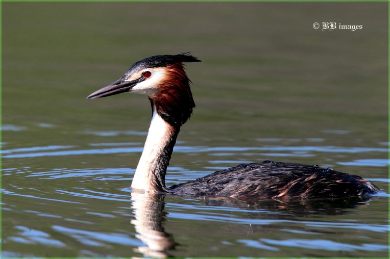GREAT crested grebe