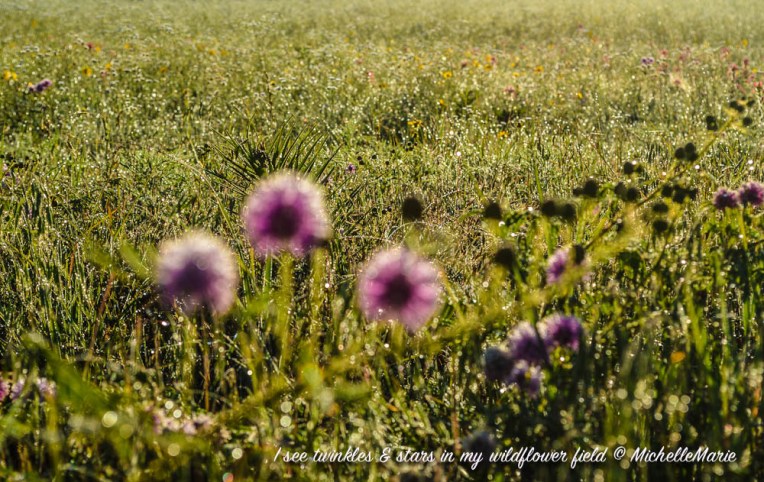 I see twinkles (1 of 1)