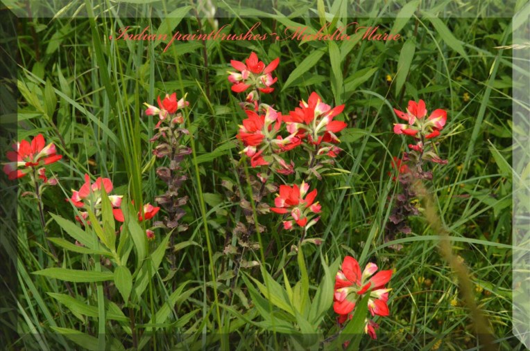 Indianpaintbrushes