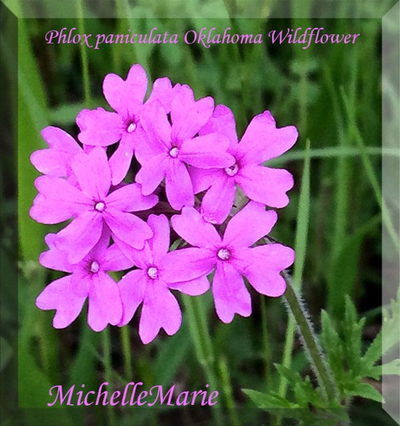 Phlox paniculata