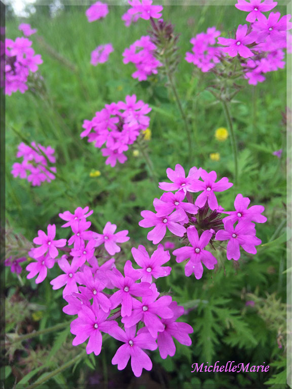 Phlox paniculata2