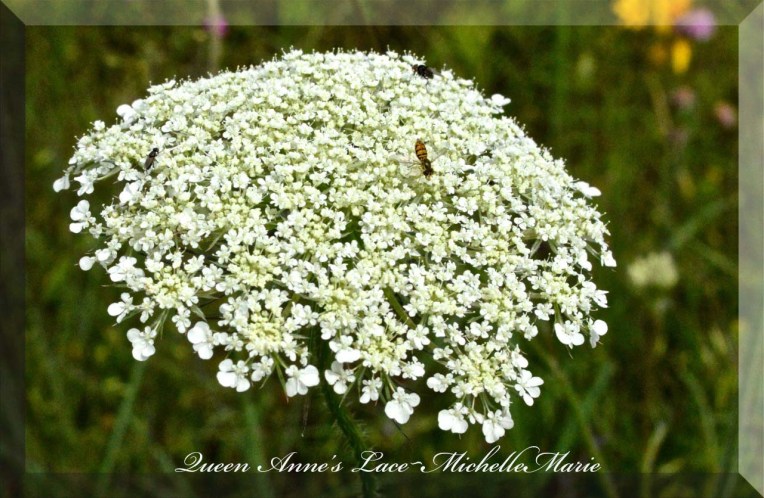 QueenAnnesLaceBloom