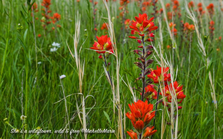 Shesawildflowerwildfree (1 of 1)