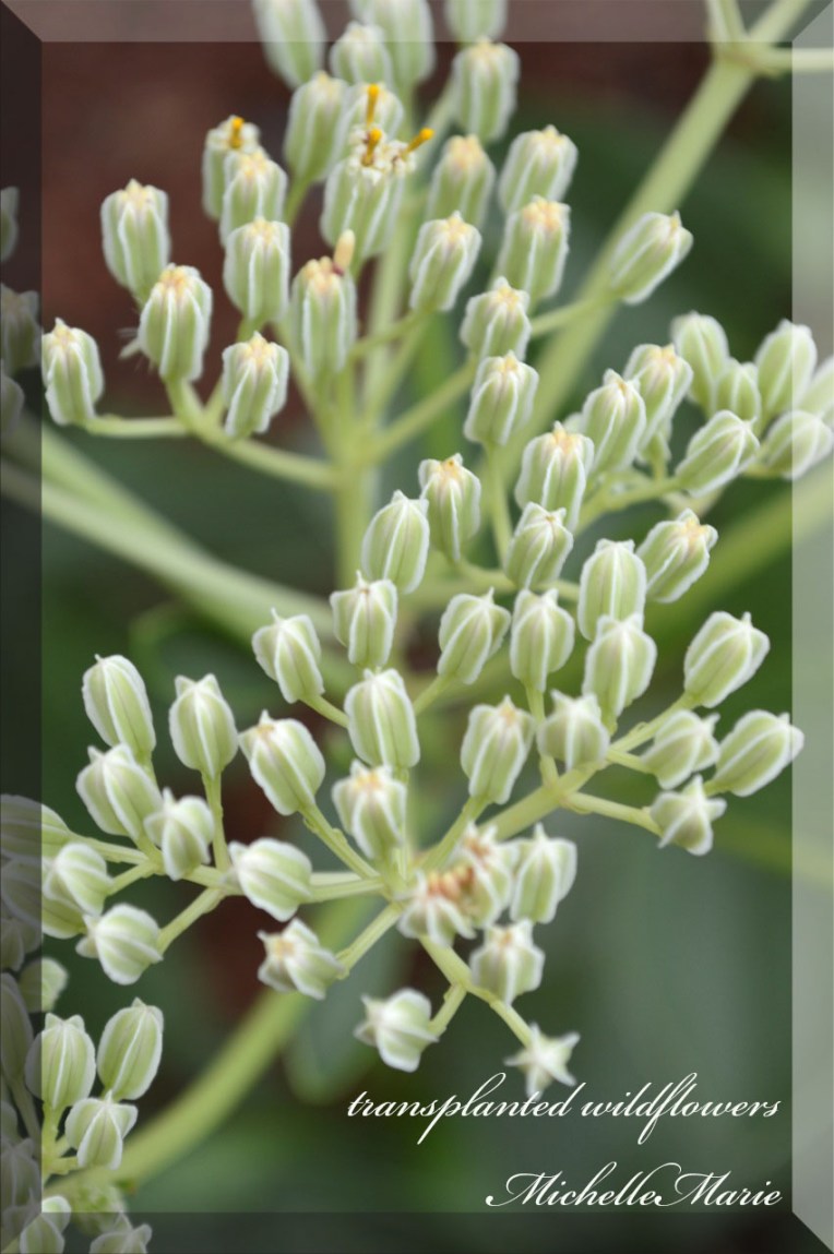 transplantedwildflowers