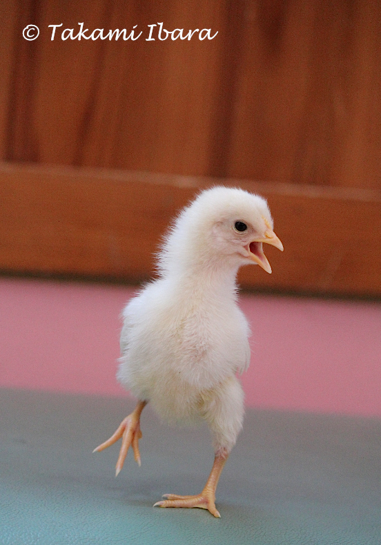 20150513-about-face-chick-2