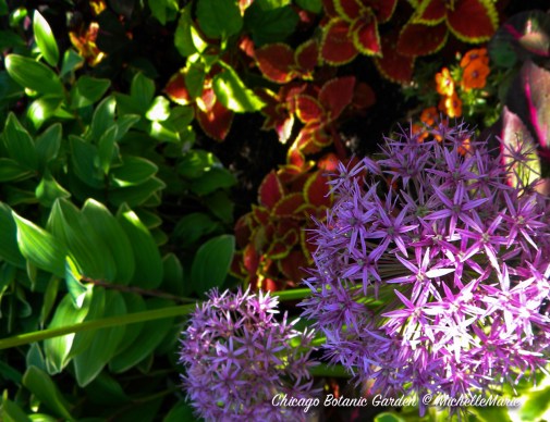 ChicagoBotanicGarden (1 of 1) copy 10