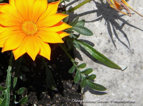 ChicagoBotanicGarden (1 of 1) copy 4