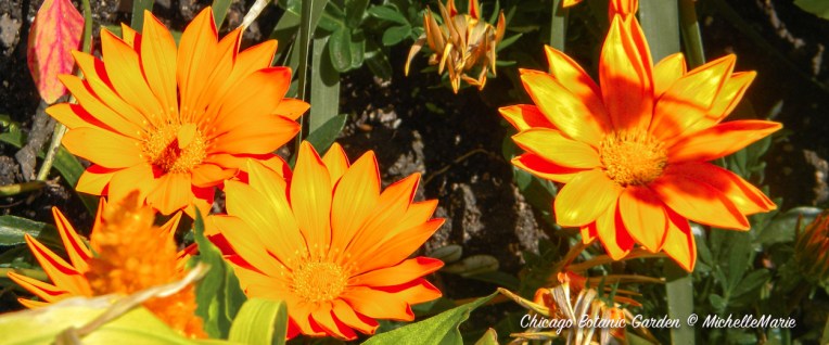 ChicagoBotanicGarden (1 of 1) copy 5