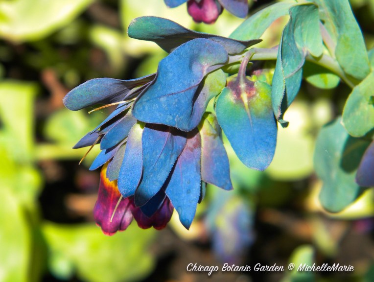 ChicagoBotanicGarden (1 of 1) copy 6