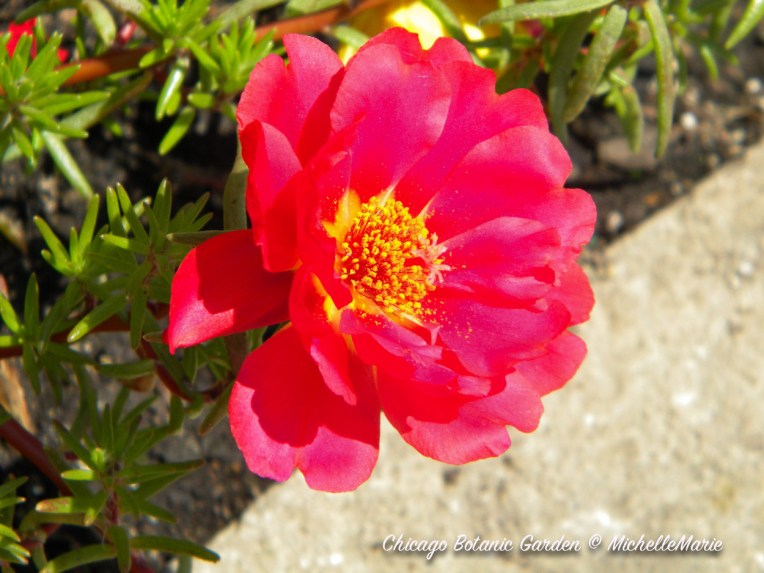 ChicagoBotanicGarden (1 of 1) copy 7