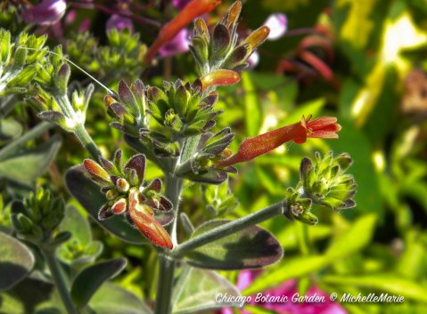 ChicagoBotanicGarden (1 of 1) copy 8