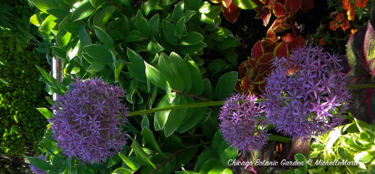 ChicagoBotanicGarden (1 of 1) copy 9