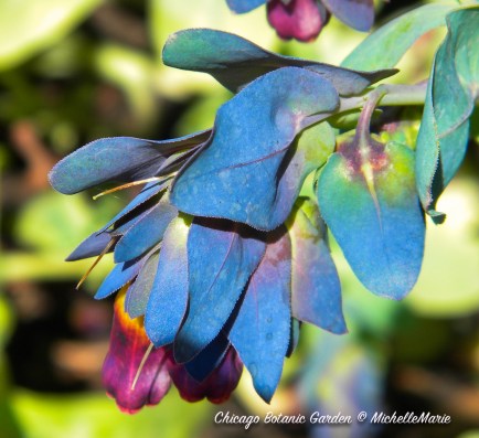 ChicagoBotanicGarden (1 of 1)