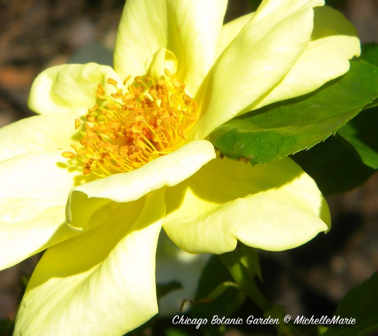 ChicagoBotanicGarden (buttercups)
