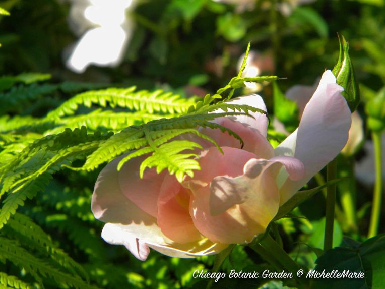 ChicagoBotanicGarden (dancingwithferns)