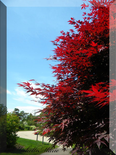 japanesemaple