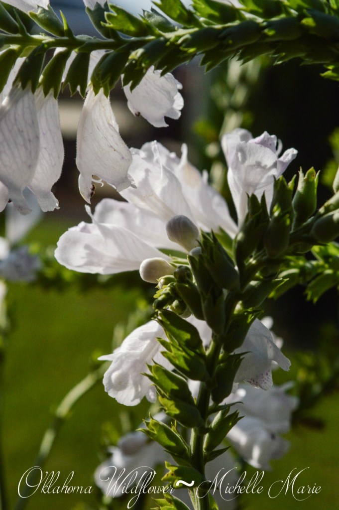 Oklahoma Wildflower (1 of 1)