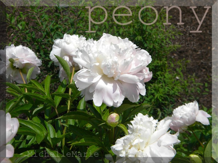 Peony