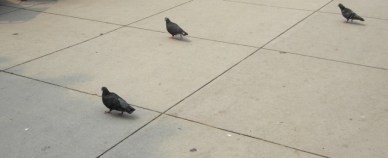Pigeons