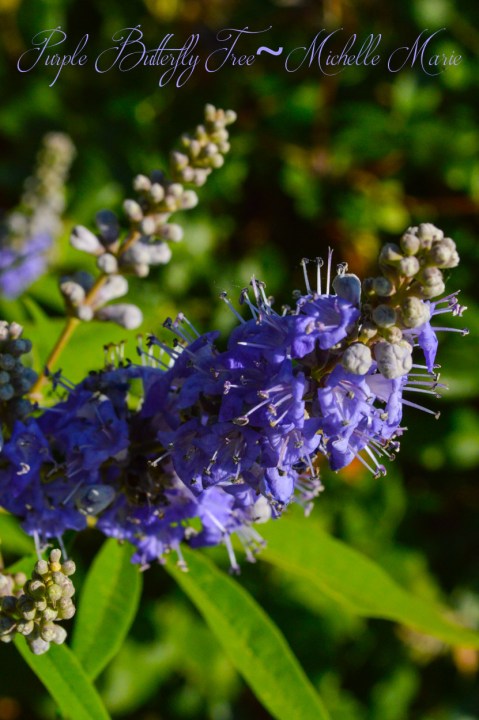 PurpleButterflyTreeFlower (1 of 1)