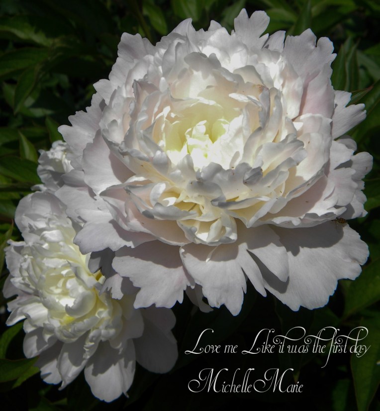 ChicagoBotanicGarden (1 of 1)-4