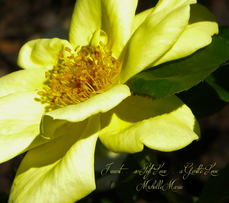 ChicagoBotanicGarden (1 of 1)