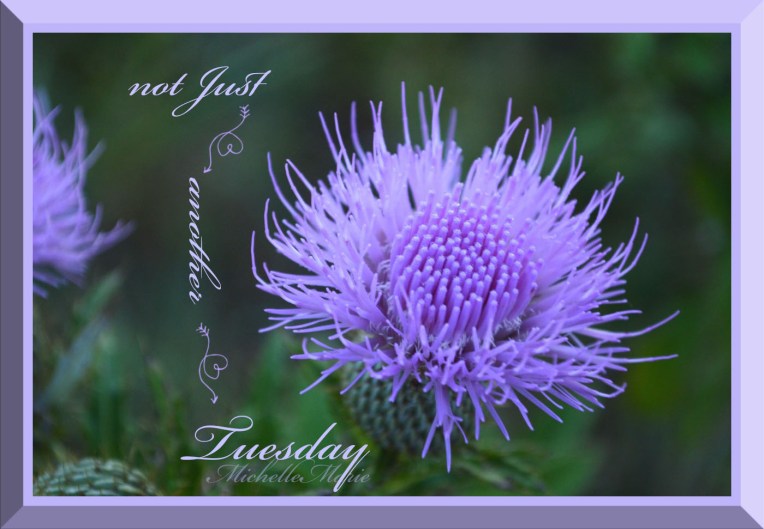 notjustanothertuesday