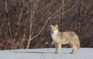 Image5coyote