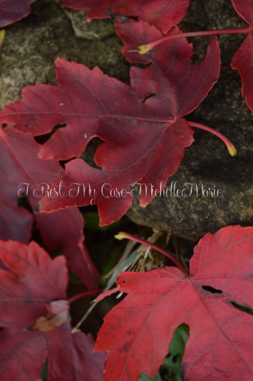 MichelleMarie (1 of 1)-24