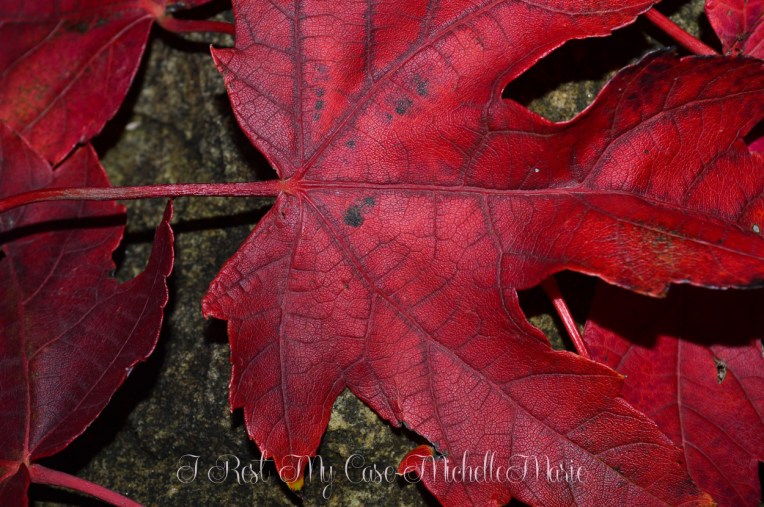 MichelleMarie (1 of 1)-25