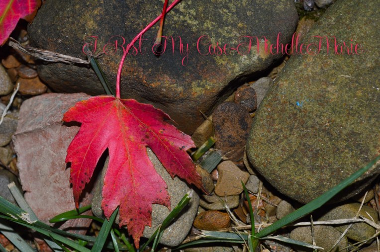 MichelleMarie (1 of 1)-26